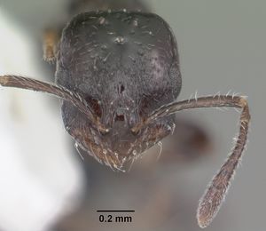 Monomorium ebeninum casent0104082 head 1.jpg