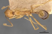 Aphaenogaster kervillei casent0907687 d 1 high.jpg