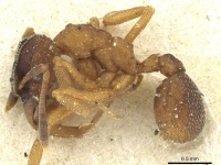 Cyphomyrmex daguerrei casent0912500 p 1 high.jpg