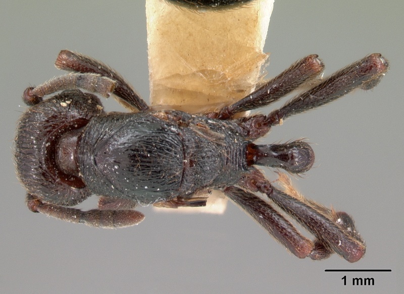 File:Eutetramorium monticellii casent0102076 dorsal 1.jpg