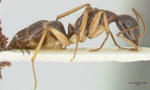 Camponotus peseshus focol2256 p 2 high.jpg