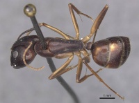 Camponotus pulvinatus casent0910072 d 1 high.jpg