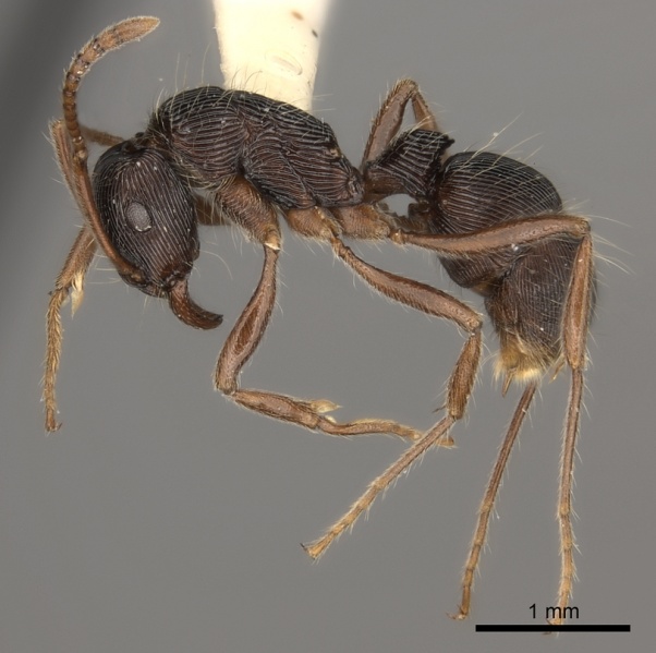 File:Gnamptogenys acuta P casent0217479.jpg