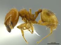 Pheidole cataphracta inbiocri001282225 p 1 high.jpg