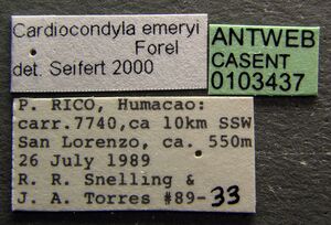 Cardiocondyla emeryi casent0103437 label 1.jpg