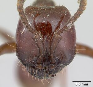 Labidus coecus casent0178610 head 1.jpg