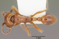 Neivamyrmex agilis casent0102760 dorsal 1.jpg