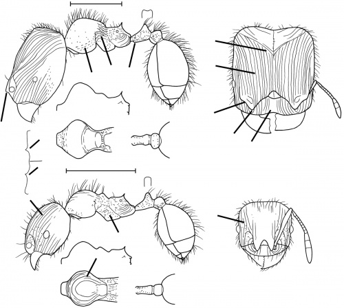 Pheidole obscurifrons Wilson 2003.jpg