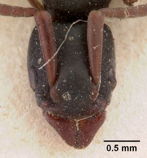 Platythyrea mocquerysi casent0102008 head 1.jpg