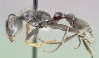 Pseudomyrmex unicolor casent0005855 profile 1.jpg