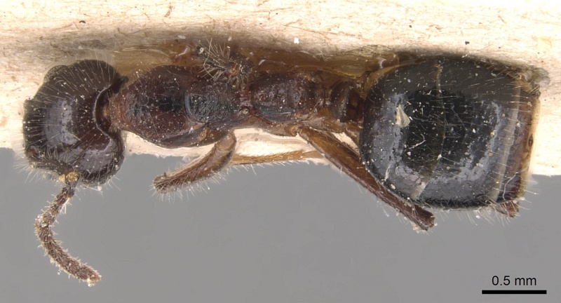 File:Dolichoderus diversus casent0905030 d 1 high.jpg