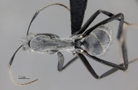 MCZ ENT Camponotus MOZ sp11 had 16x.jpg