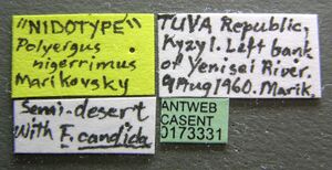 Polyergus nigerrimus casent0173331 label 1.jpg