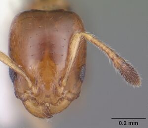 Xenomyrmex floridanus casent0104541 head 1.jpg