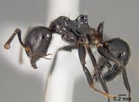 Dolichoderus inpai usnment01124216 p 1 high.jpg