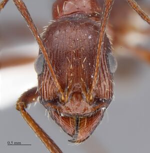 MCZ-ENT00523755 Aphaenogaster cockerelli hef.jpg