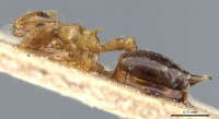 Crematogaster pauciseta casent0904490 p 1 high.jpg