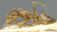 Dorymyrmex santschii casent0911533 p 1 high.jpg