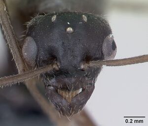 Lasius platythorax casent0172769 head 1.jpg