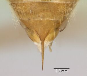 Odontomachus coquereli casent0049797 dorsal 3.jpg