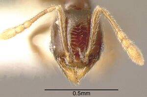 Pheidole laselvoides CASENT0635481 h.jpg