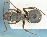 Polyrhachis cornuta focol2575 d 1 high.jpg