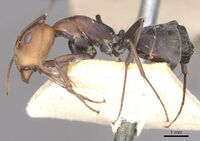 Camponotus rufoglaucus casent0910322 p 1 high.jpg