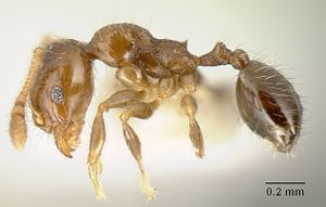 Pheidole arboricola casent0610092 p 1 high.jpg