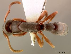 Platythyrea modesta sam-hym-c000992b dorsal 1.jpg