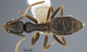 Technomyrmex vitiensis ANIC32-044986 top 40-Antwiki.jpg