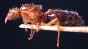 Crematogaster brasiliensis jtl669615 p 3 high.jpg