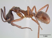 Dolichoderus attelaboides casent0106108 profile 1.jpg