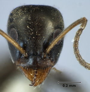 Iridomyrmex difficilis head view