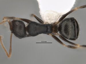 Melophorus cuneatus minor top JDM32-001958.jpg