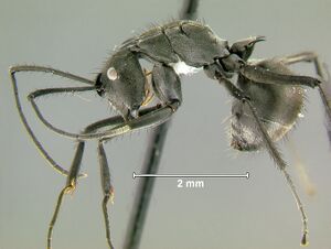 Polyrhachis-villipesL1.25x.jpg