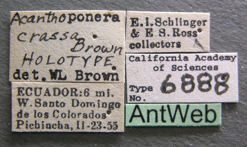 File:Acanthoponera minor castype06888 label 1.jpg