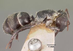 Camponotus auropubens aldabrensis casent0102448 profile 1.jpg