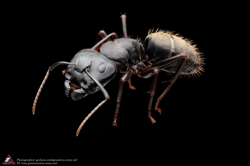 File:Camponotus pennsylvanicus worker.jpg