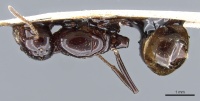 Crematogaster augusti casent0904487 d 1 high.jpg