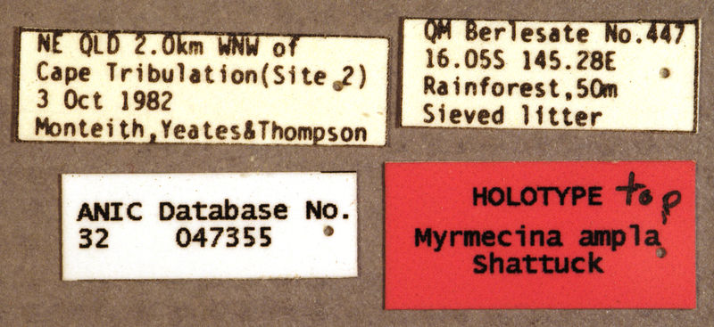 File:Myrmecina silvampla holotype ANIC32-047355 labels.jpg