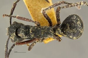 Polyrhachis-lama-had1 6.jpg