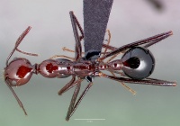 Aphaenogaster swammerdami casent0489647 dorsal 1.jpg