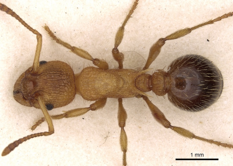 File:Myrmica bibikoffi D casent0900283.jpg