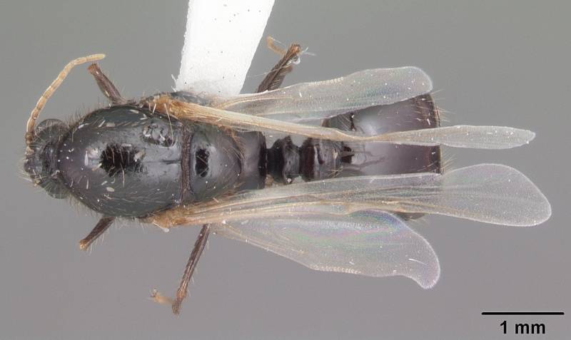 File:Solenopsis invicta casent0104503 dorsal 1.jpg