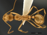 Aphaenogaster-megommata-MCZ001D.jpg