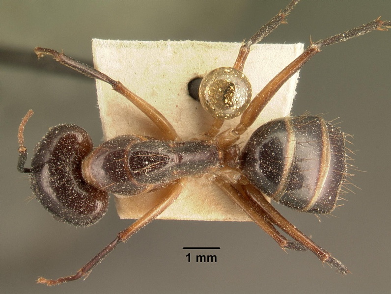File:Camponotus maculatus casent0101109 dorsal 1.jpg