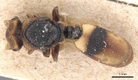 Cephalotes klugi D casent0904918.jpg