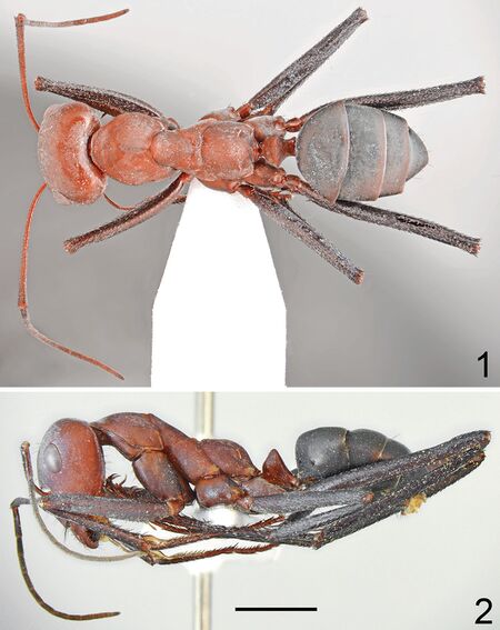 Khalili-Moghadam, A., Salata, S. et al. 2021. Three new species of Cataglyphis from Iran (10.3897@zookeys.1009.59205), Figs 1, 2.jpg