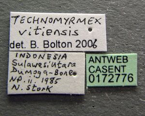 Technomyrmex vitiensis casent0172776 label 1.jpg