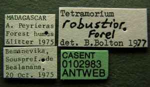 Tetramorium robustior casent0102983 label 1.jpg